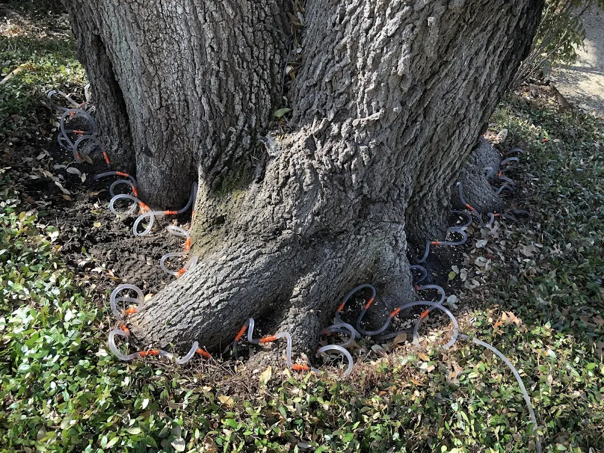 Detailed Tree Cabling and Bracing job site in Cassoday