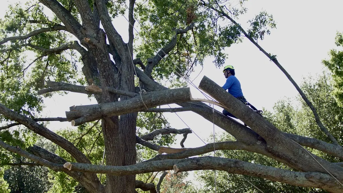 Professional Crown Thinning performed by certified arborists in Cassoday