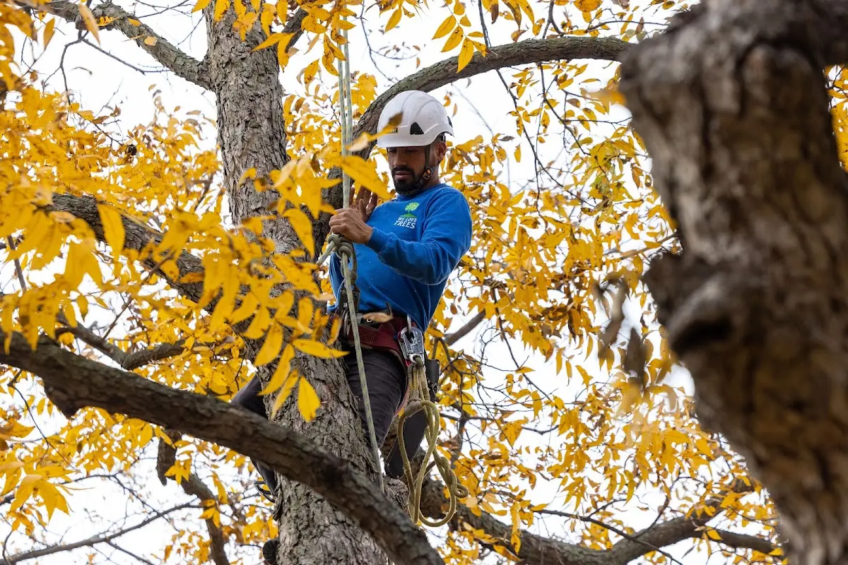 Skilled Tree Transplanting crew working in Cassoday