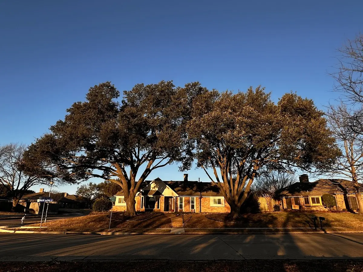 Established residential canopy tree shading a home in Cassoday